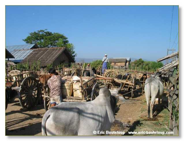 100_BIRMANIE_2k3_Lac_Inle