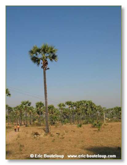 242_BIRMANIE_2k3_Padan