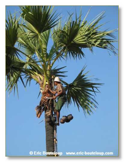 249_BIRMANIE_2k3_Padan