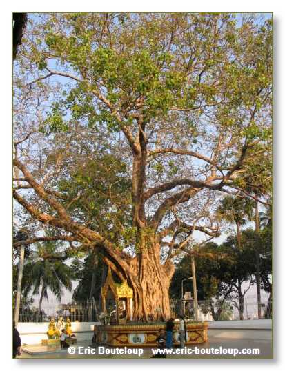 008_BIRMANIE_2006_03