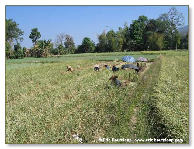 206_BIRMANIE_2006_03