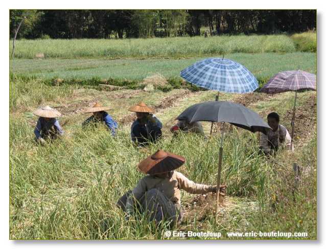 207_BIRMANIE_2006_03