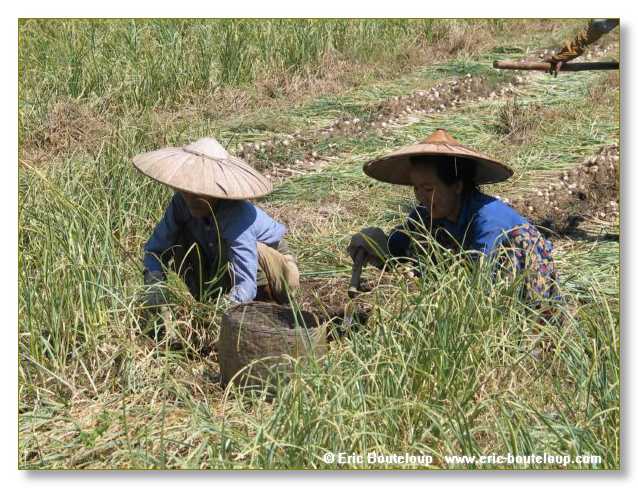 217_BIRMANIE_2006_03