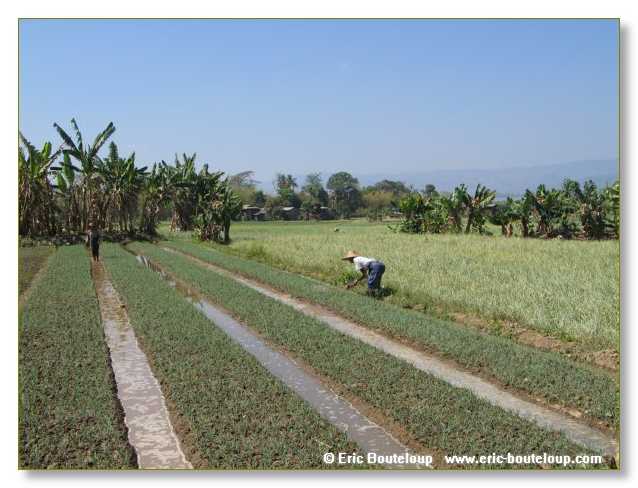 218_BIRMANIE_2006_03