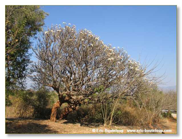 266_BIRMANIE_2006_03