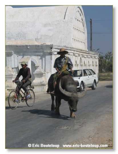 278_BIRMANIE_2006_03