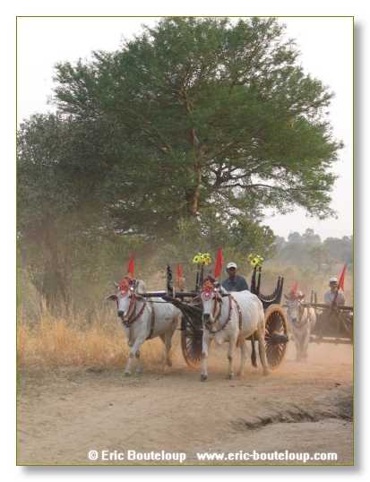 398_BIRMANIE_2006_03