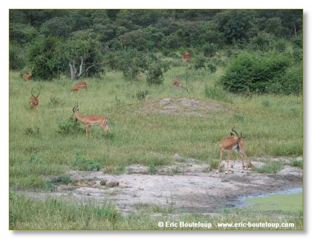 052_BOTSWANA_ZAMBIE_2005_Mars