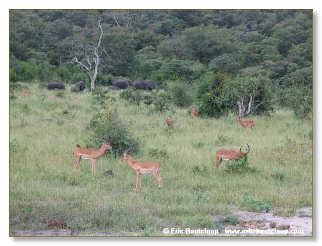 054_BOTSWANA_ZAMBIE_2005_Mars