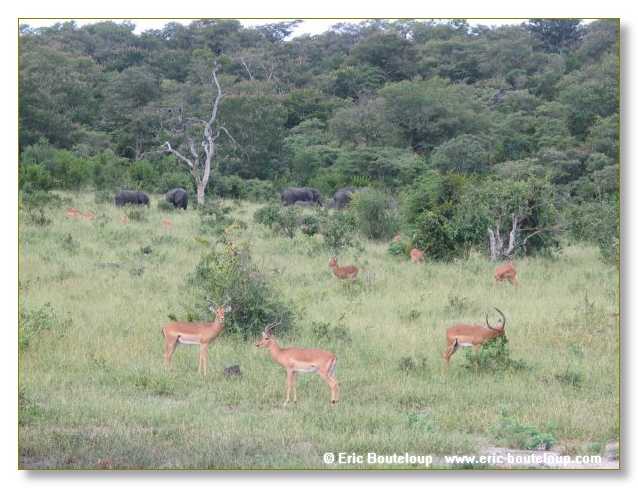 055_BOTSWANA_ZAMBIE_2005_Mars