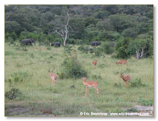 056_BOTSWANA_ZAMBIE_2005_Mars