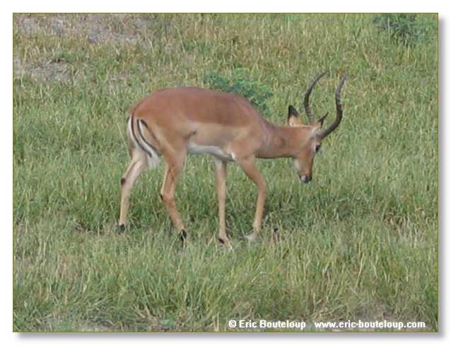 057_BOTSWANA_ZAMBIE_2005_Mars