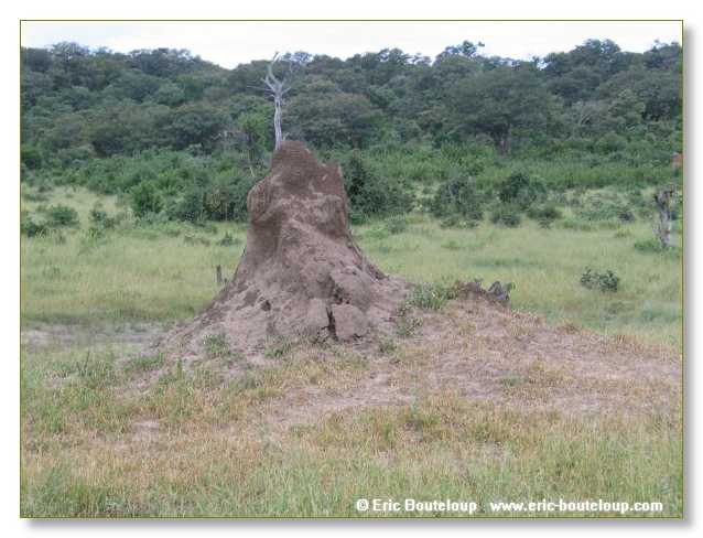 060_BOTSWANA_ZAMBIE_2005_Mars