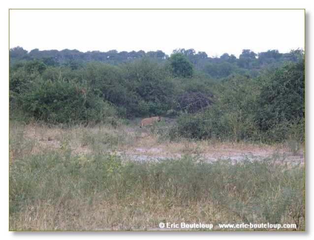 072_BOTSWANA_ZAMBIE_2005_Mars