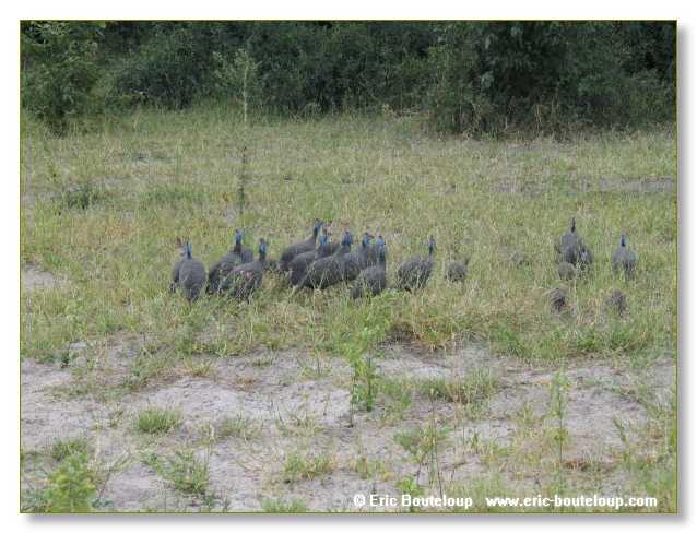 077_BOTSWANA_ZAMBIE_2005_Mars