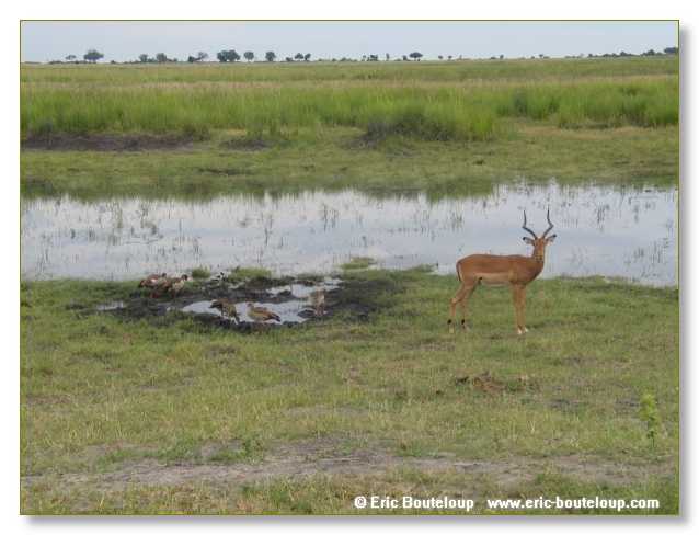 078_BOTSWANA_ZAMBIE_2005_Mars