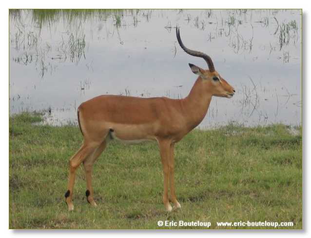 079_BOTSWANA_ZAMBIE_2005_Mars