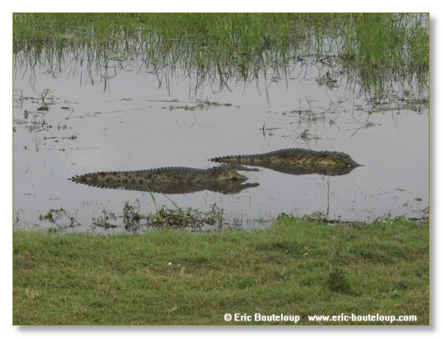 082_BOTSWANA_ZAMBIE_2005_Mars