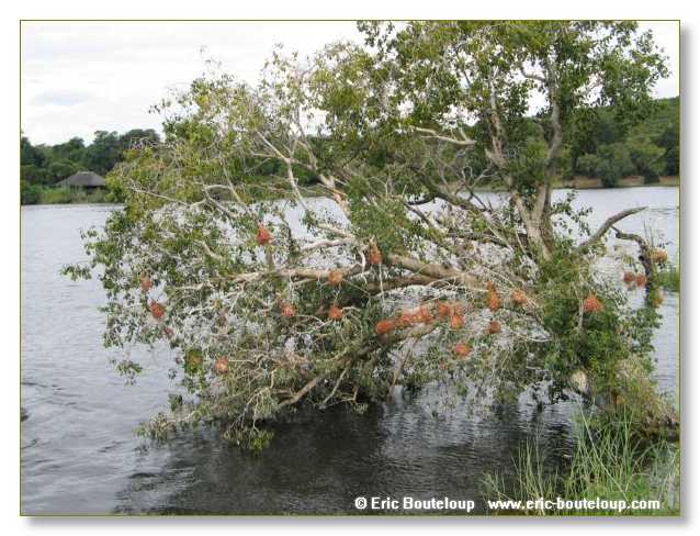 114_BOTSWANA_ZAMBIE_2005_Mars