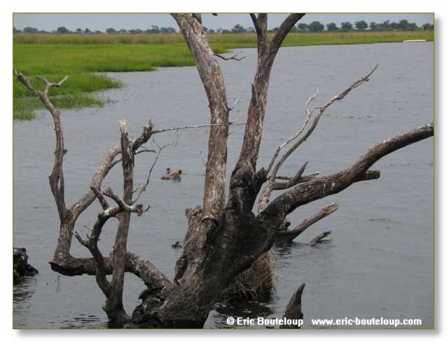 115_BOTSWANA_ZAMBIE_2005_Mars