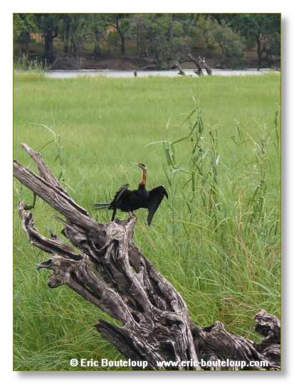 116_BOTSWANA_ZAMBIE_2005_Mars