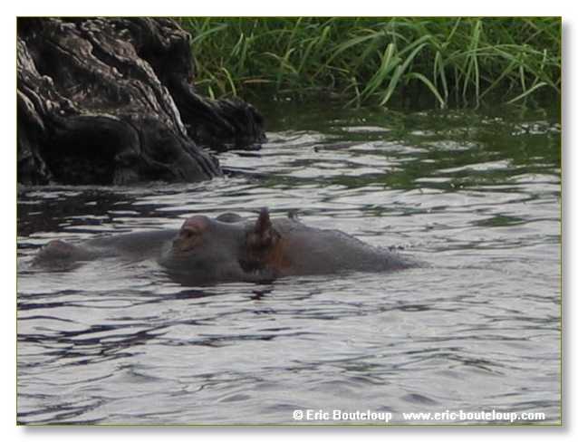 117_BOTSWANA_ZAMBIE_2005_Mars
