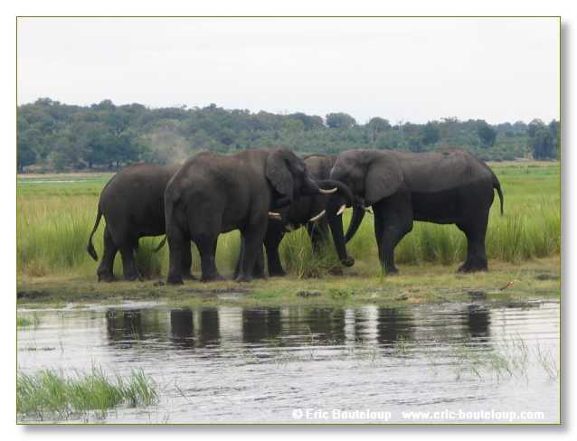 129_BOTSWANA_ZAMBIE_2005_Mars