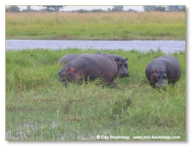 153_BOTSWANA_ZAMBIE_2005_Mars