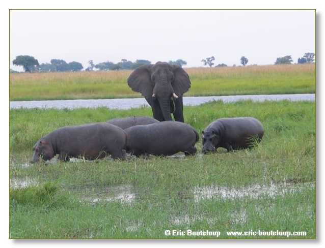 155_BOTSWANA_ZAMBIE_2005_Mars