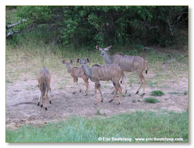 162_BOTSWANA_ZAMBIE_2005_Mars