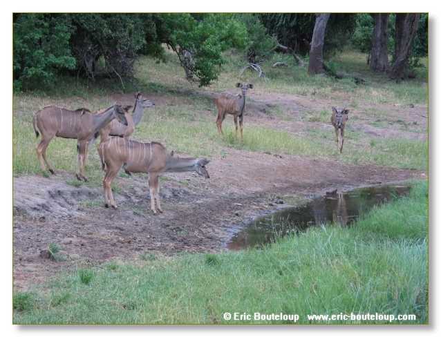 163_BOTSWANA_ZAMBIE_2005_Mars