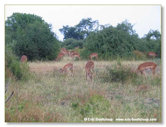 173_BOTSWANA_ZAMBIE_2005_Mars