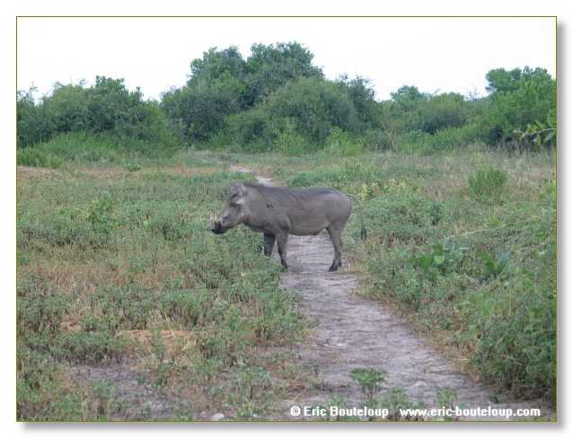 176_BOTSWANA_ZAMBIE_2005_Mars