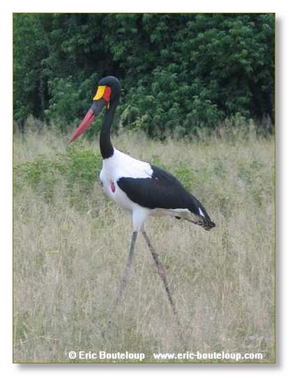 177_BOTSWANA_ZAMBIE_2005_Mars