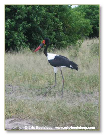 178_BOTSWANA_ZAMBIE_2005_Mars