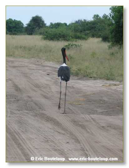 179_BOTSWANA_ZAMBIE_2005_Mars