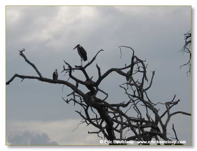 182_BOTSWANA_ZAMBIE_2005_Mars