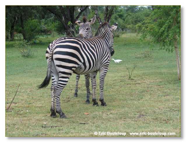 189_BOTSWANA_ZAMBIE_2005_Mars