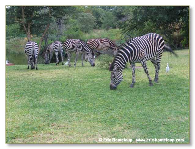 194_BOTSWANA_ZAMBIE_2005_Mars