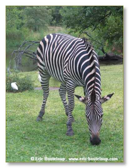 195_BOTSWANA_ZAMBIE_2005_Mars