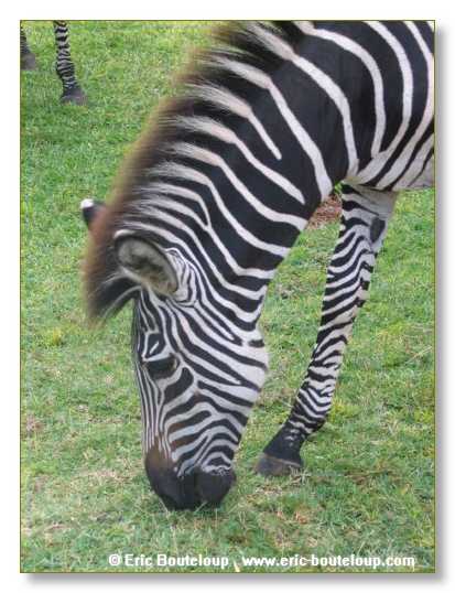 196_BOTSWANA_ZAMBIE_2005_Mars