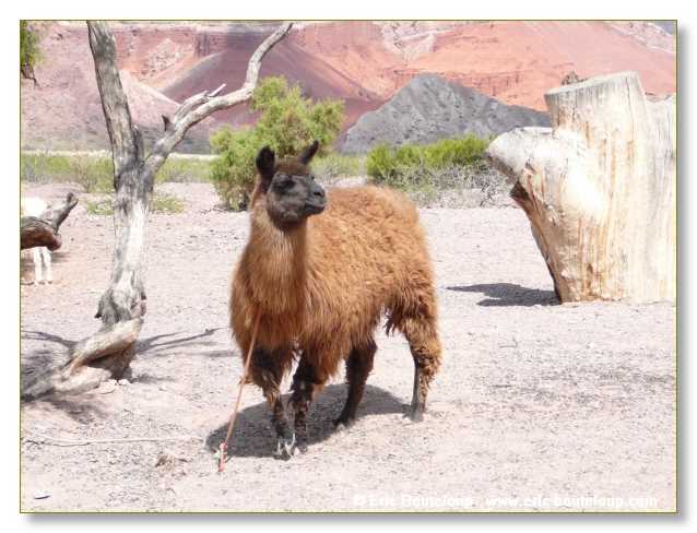 137_CHILI_ARGENTINE_2007_02