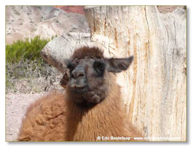 138_CHILI_ARGENTINE_2007_02