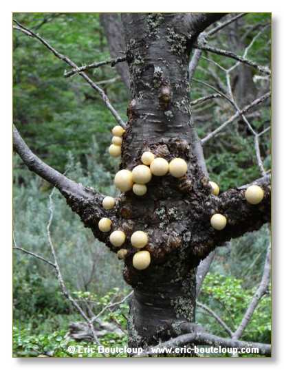 188_CHILI_ARGENTINE_2007_02