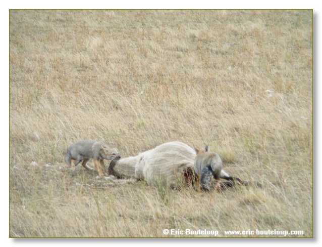 277_CHILI_ARGENTINE_2007_02