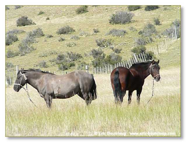 287_CHILI_ARGENTINE_2007_02