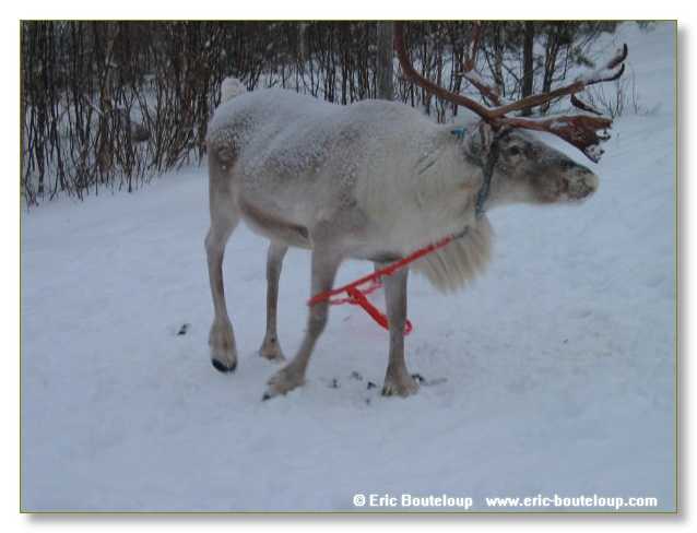 060_FINLANDE_Rovaniemi_2003