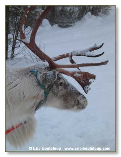 061_FINLANDE_Rovaniemi_2003