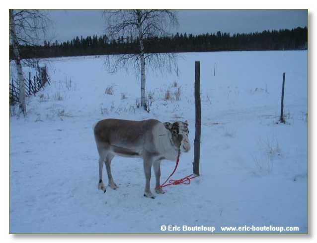 220_FINLANDE_Rovaniemi_2003
