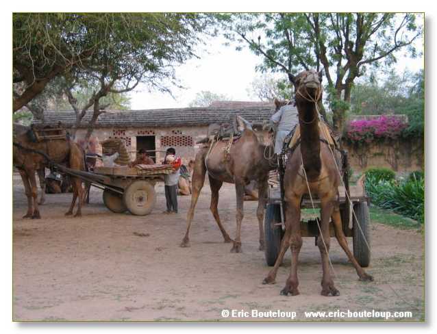 185_INDE_2003_Mars_Mandawa_Samode